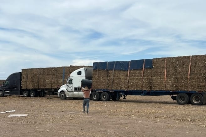 Plataformas con carga agrícola enfardada durante una operación de transporte.